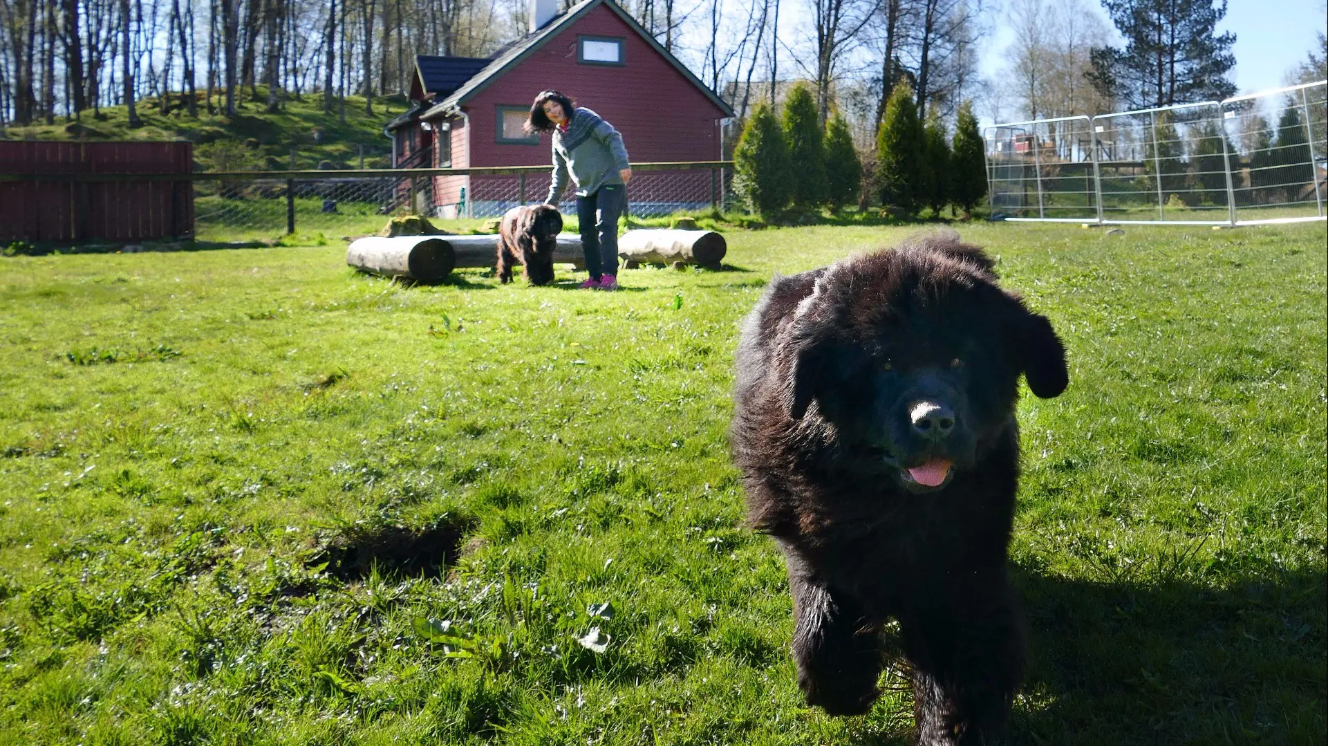 Åpner hundehotell i Skjold