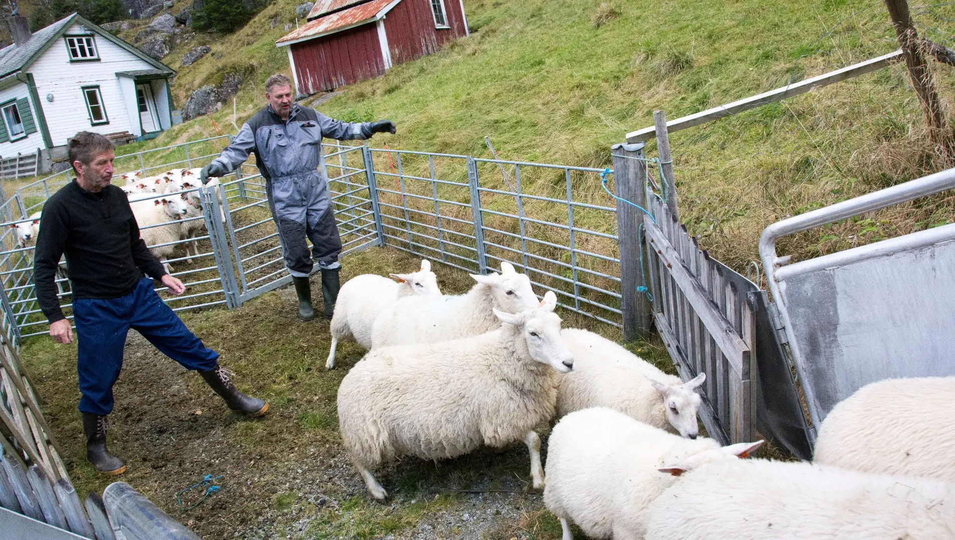 Har godt lag med både bønder og dyr